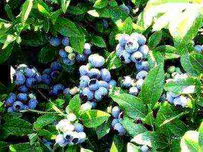 blueberry planting and care in the open field in the suburbs