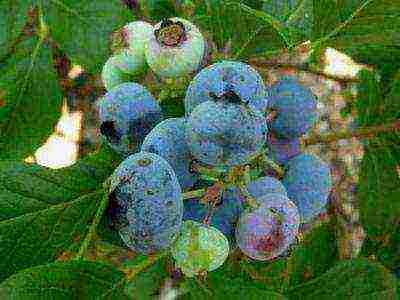 blueberry planting and care in the open field in the suburbs