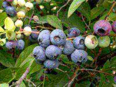 blueberry planting and care in the open field in the suburbs