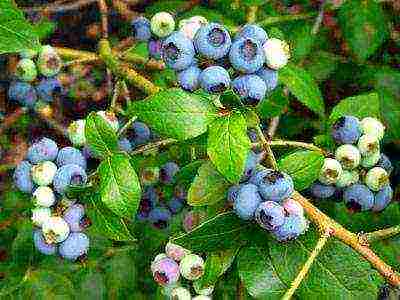 blueberry planting and care in the open field in the suburbs