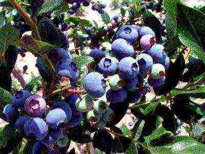 blueberry planting and care in the open field in the suburbs