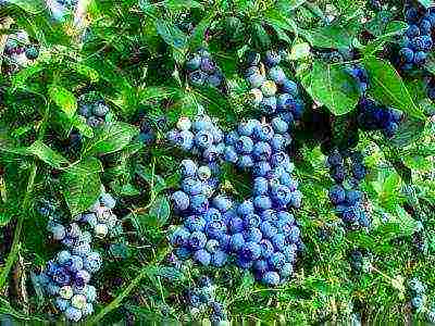 blueberry planting and care in the open field in the suburbs