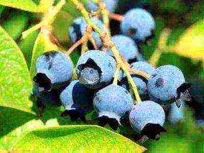 blueberry planting and care in the open field in the suburbs