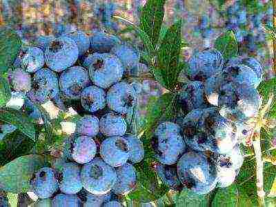 blueberry planting and care in the open field in the suburbs