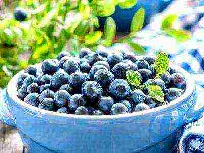 blueberry planting and care in the open field in the suburbs