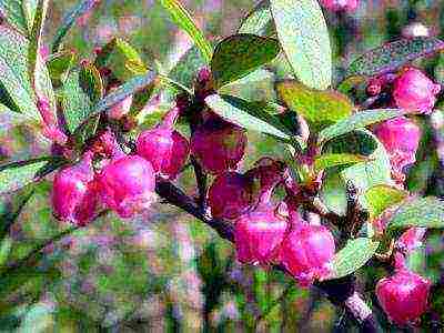 blueberry planting and care in the open field in the suburbs