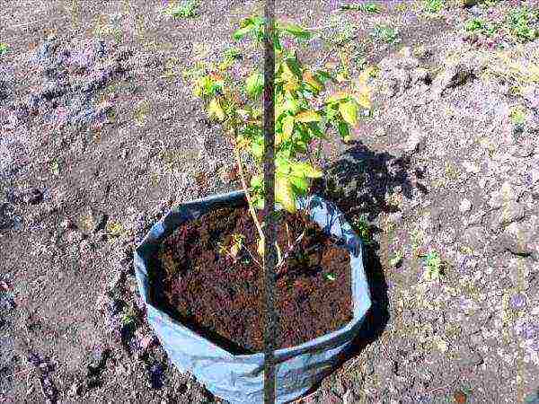 blueberry planting and care in the open field in the suburbs