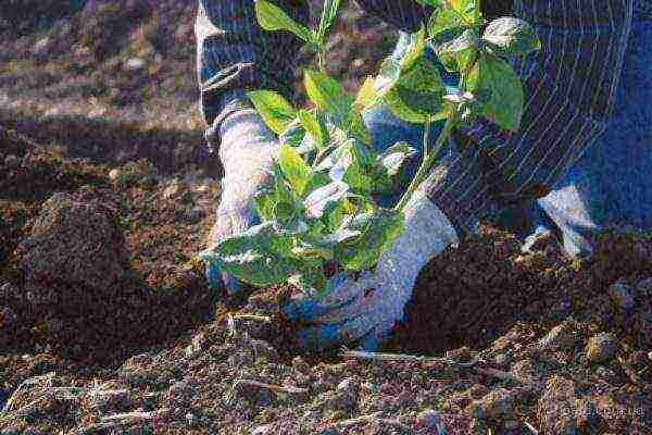 blueberry planting and care in the open field in the suburbs