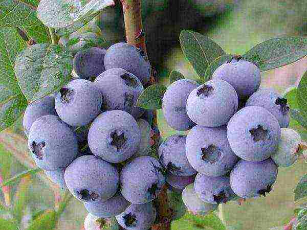 blueberry planting and care in the open field in the suburbs