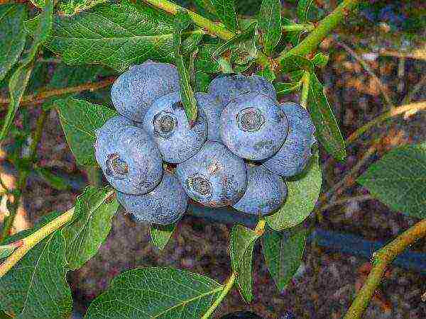 blueberry planting and care in the open field in the suburbs