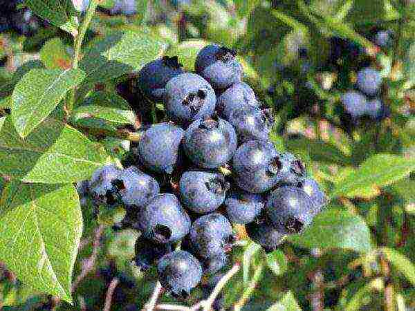 blueberry planting and care in the open field in the suburbs