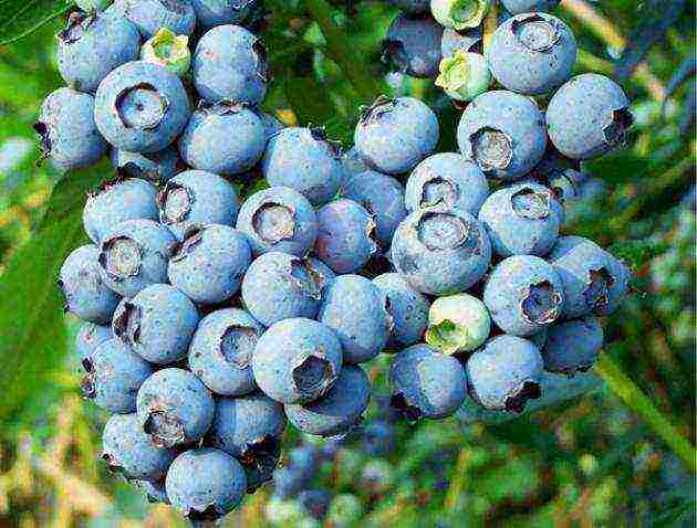 blueberry planting and care in the open field in the suburbs