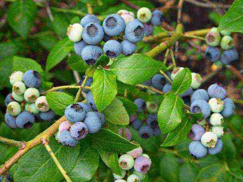 blueberry planting and care in the open field in the suburbs