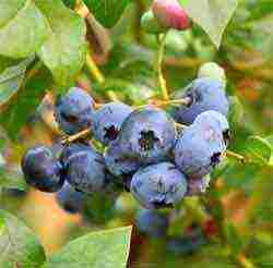 blueberry planting and care in the open field in the suburbs