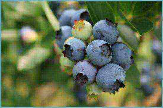 blueberry planting and care in the open field in the suburbs