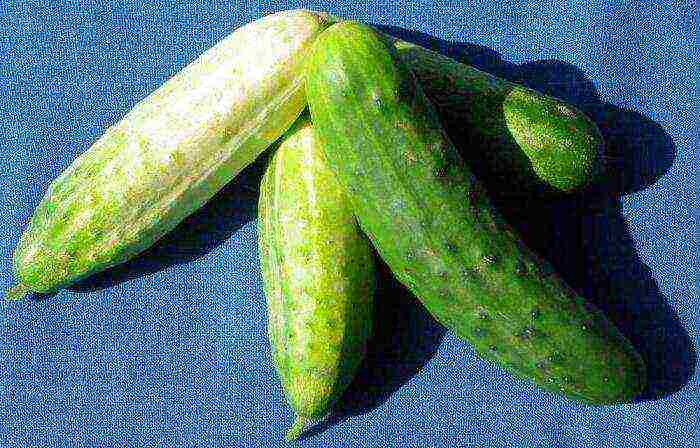 a city in the suburbs where famous cucumbers are grown