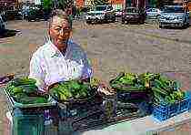 a city in the suburbs where famous cucumbers are grown