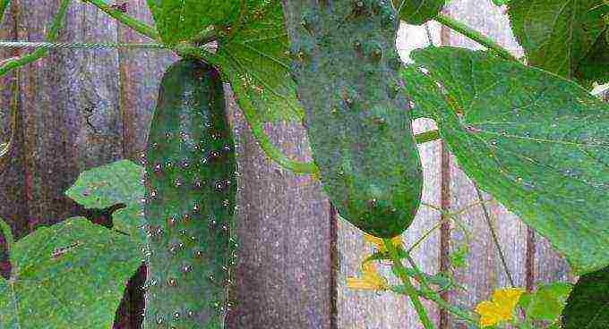 a city in the suburbs where famous cucumbers are grown