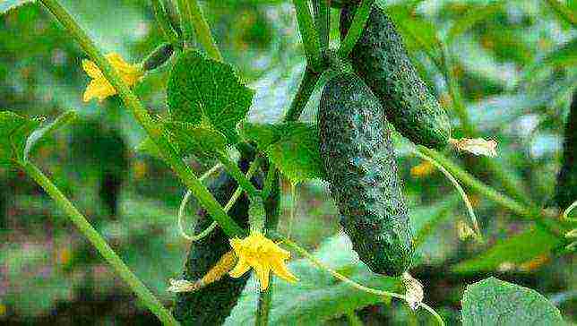 a city in the suburbs where famous cucumbers are grown