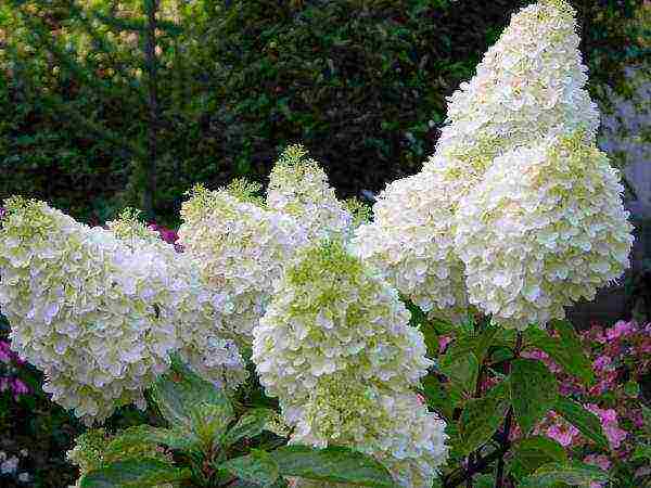 pinakamahusay na mga pagkakaiba-iba ng panicle hydrangea