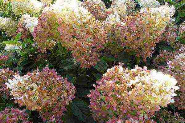 panicle hydrangea best varieties