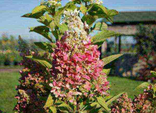 pinakamahusay na mga pagkakaiba-iba ng panicle hydrangea