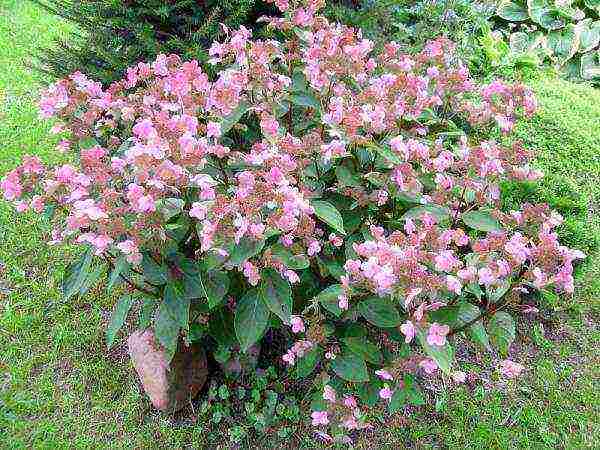 panicle hydrangea best varieties