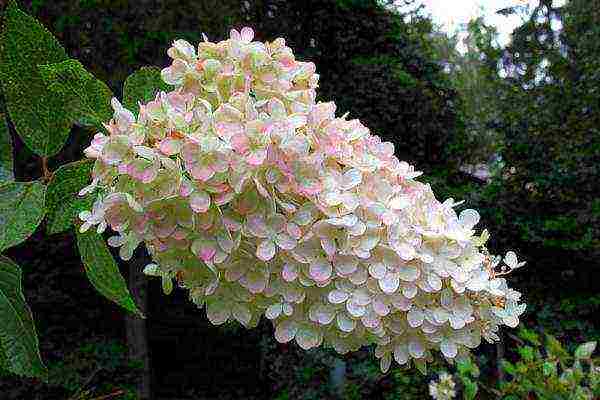 pinakamahusay na mga pagkakaiba-iba ng panicle hydrangea