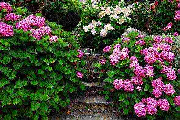 hydrangea white planting and care in the open field care in