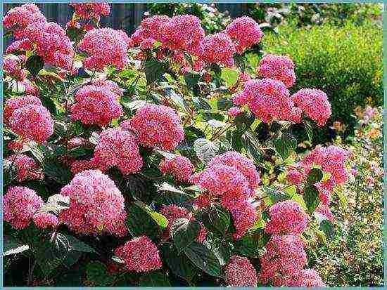 hydrangea white planting and care in the open field care in