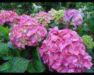 hydrangea white planting and care in the open field care in