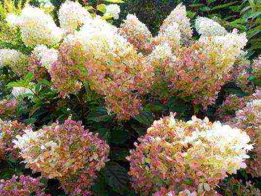 hydrangea bobo planting and care in the open field in siberia