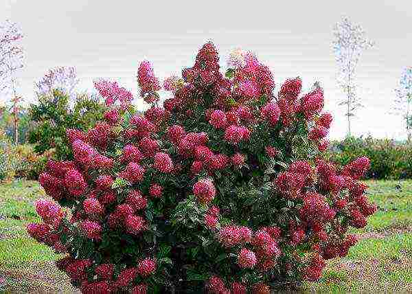 hydrangea bobo planting and care in the open field in siberia