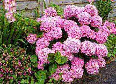 hydrangea bobo planting and care in the open field in siberia