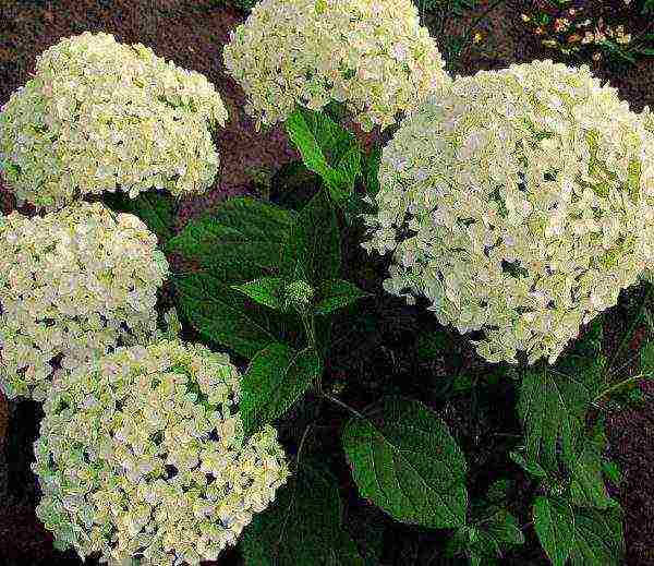 hydrangea bobo planting and care in the open field in siberia