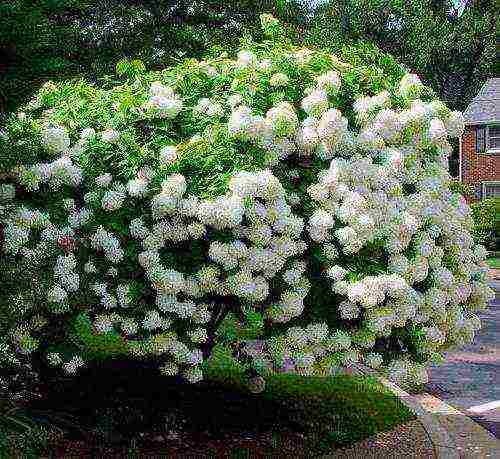 hydrangea bobo na pagtatanim at pangangalaga sa bukas na bukid sa siberia