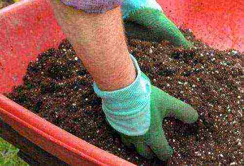 hydrangea bobo planting and care in the open field in siberia