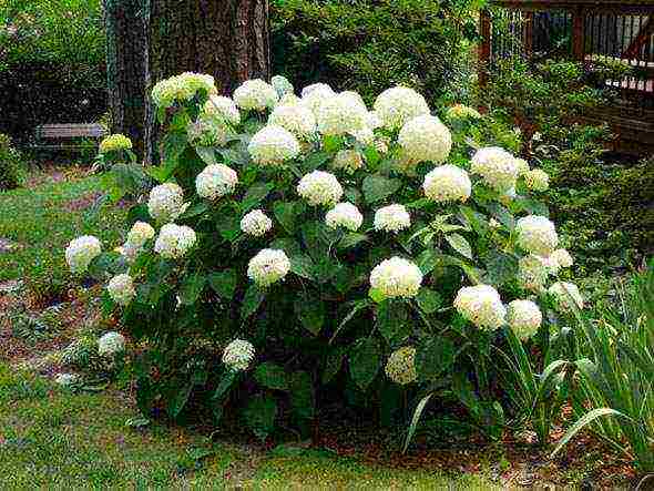 hydrangea bobo planting and care in the open field in siberia