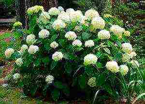 hydrangea bobo planting and care in the open field in siberia