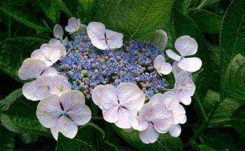 hydrangea bobo planting and care in the open field in siberia