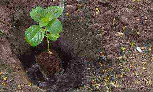 hydrangea bobo planting and care in the open field in siberia