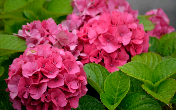 hydrangea bouquet rose planting and care in the open field