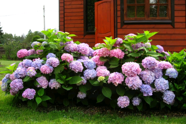 hydrangea bouquet rose planting and care in the open field