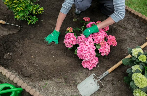 hydrangea bouquet rose planting and care in the open field