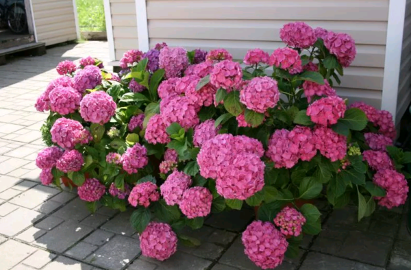 hydrangea bouquet rose planting and care in the open field