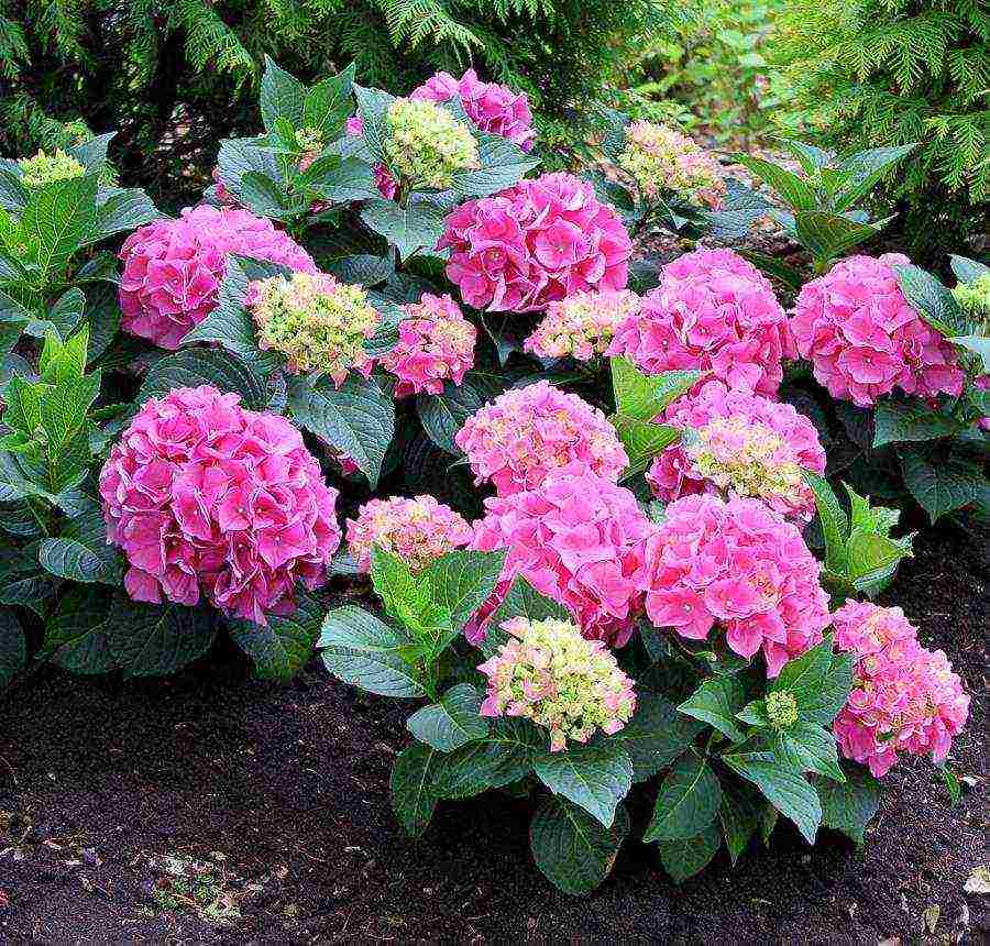 hydrangea bouquet rose planting and care in the open field