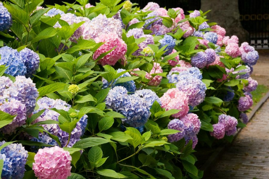 hydrangea bouquet rose planting and care in the open field