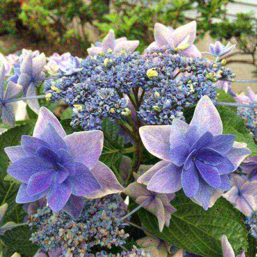 hydrangea bouquet rose planting and care in the open field