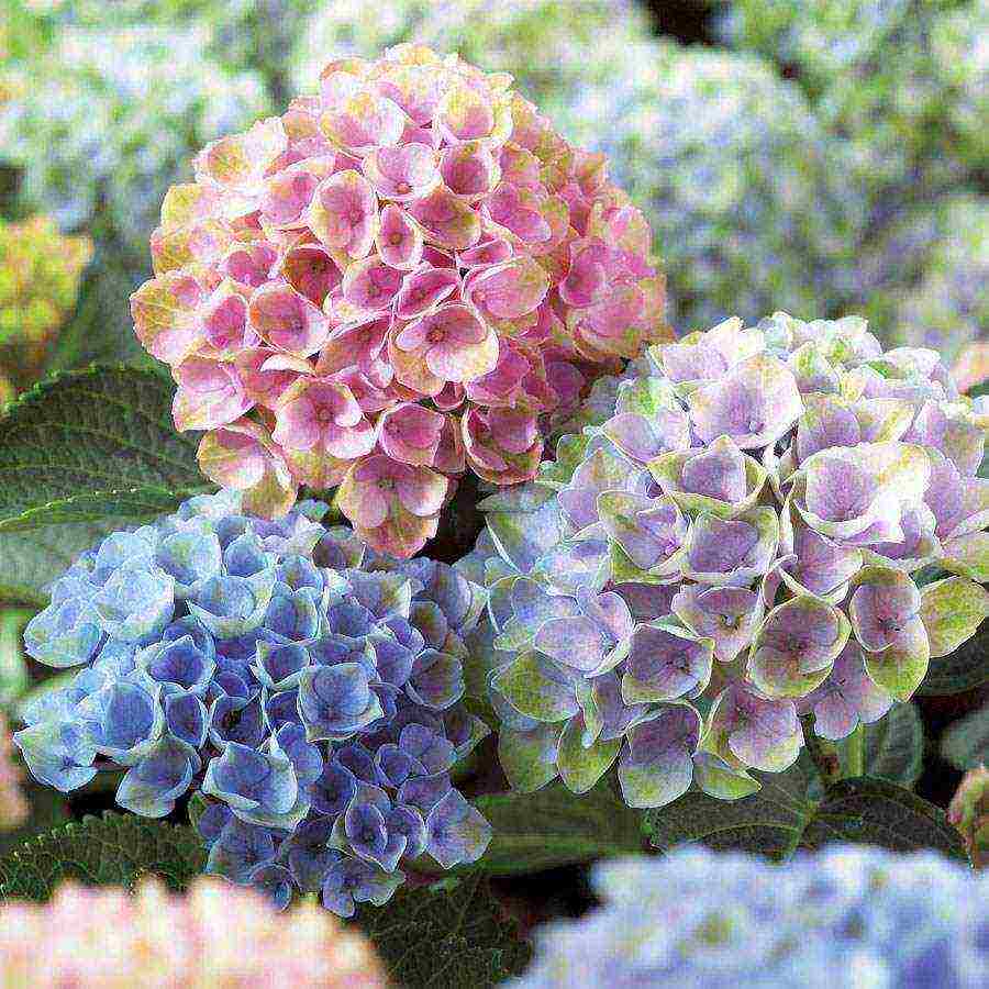 hydrangea bouquet rose planting and care in the open field