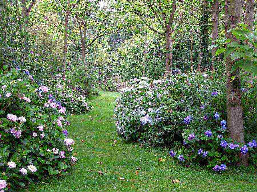 hydrangea bouquet rose planting and care in the open field